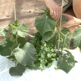 opbinding af agurker opbinding af agurker